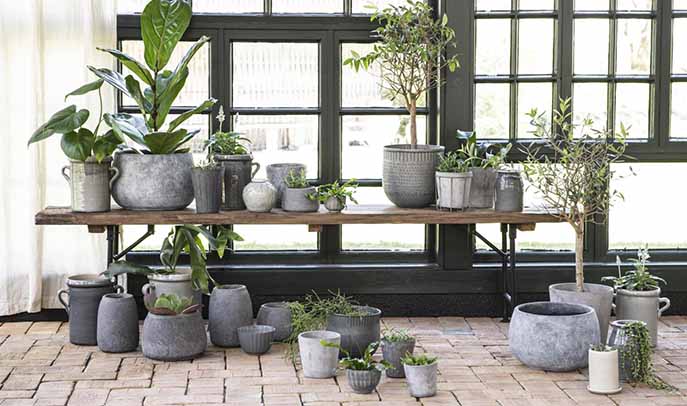 Variety of plants indoor and outdoor in grey concrete pots