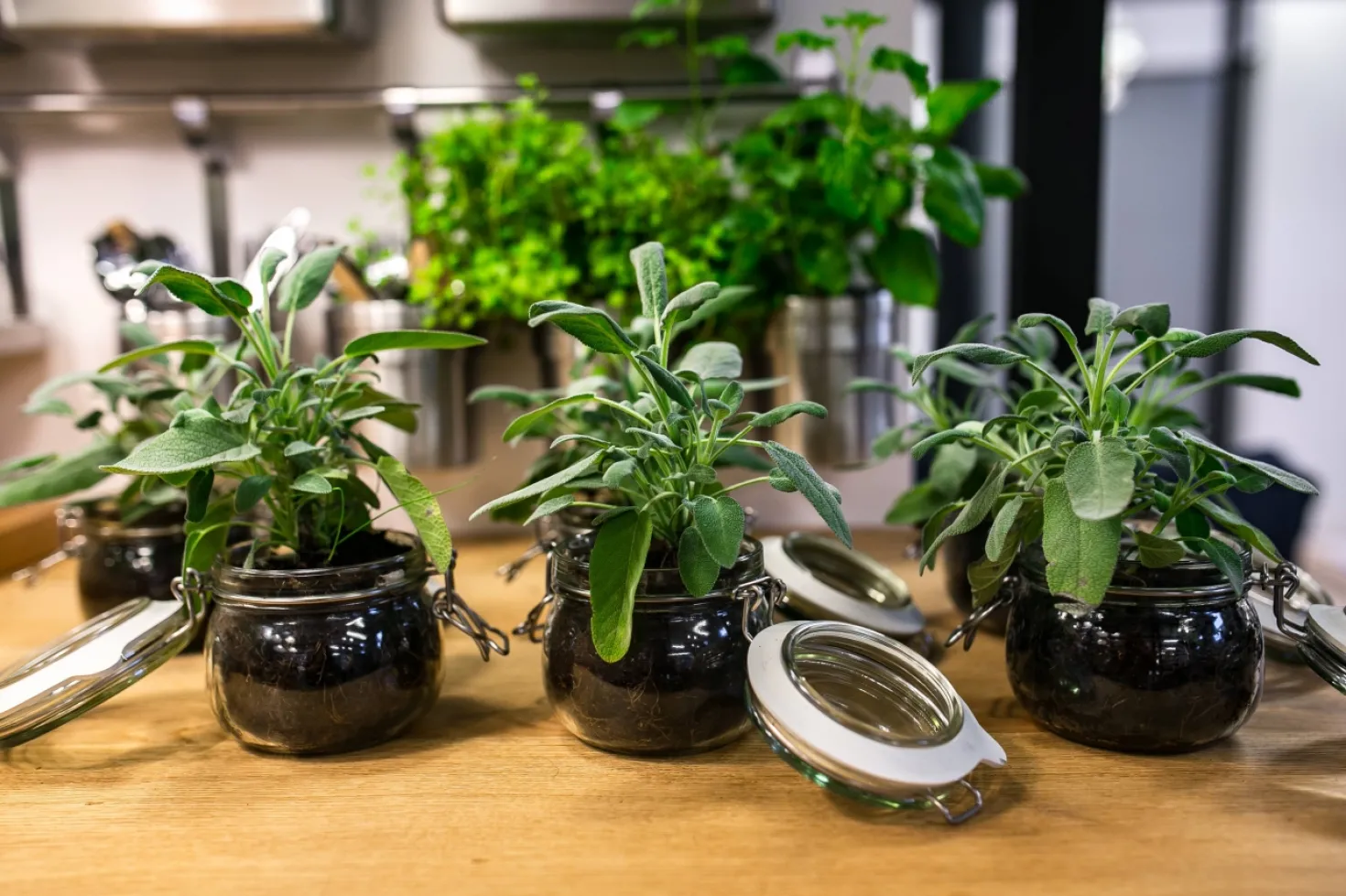 How to Look After Indoor Plants  image