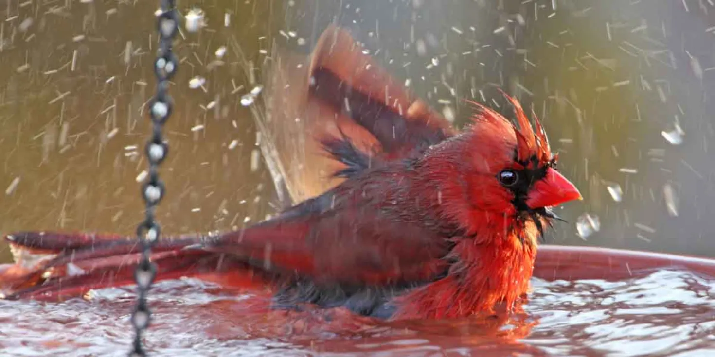 How to Attract Birds into your Garden image