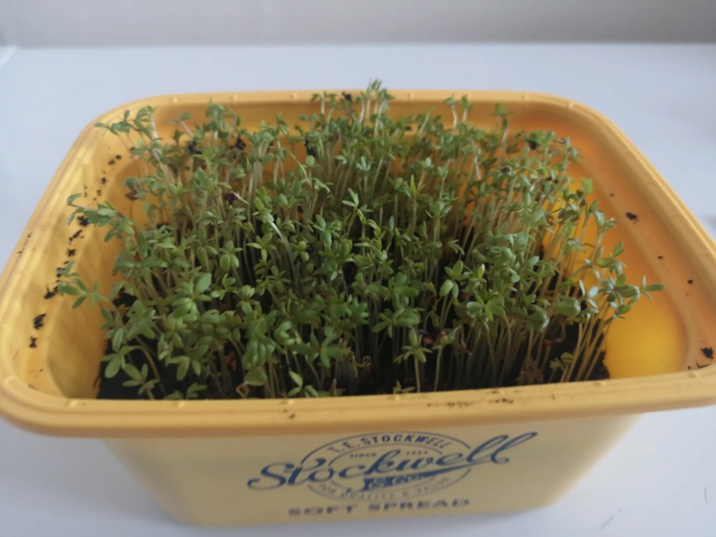 Gardening with Gardiners: Growing Cress from Seed image