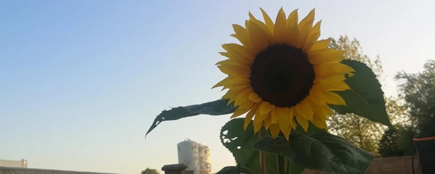 Gardening with Gardiners: Growing Sunflowers image
