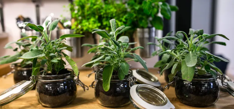 How to Look After Indoor Plants  image