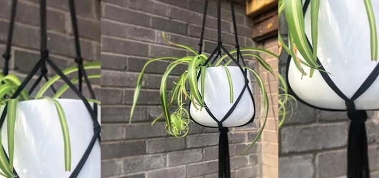 How to Make a Hanging Planter image