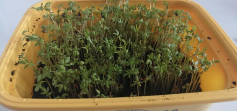 Gardening with Gardiners: Growing Cress from Seed image