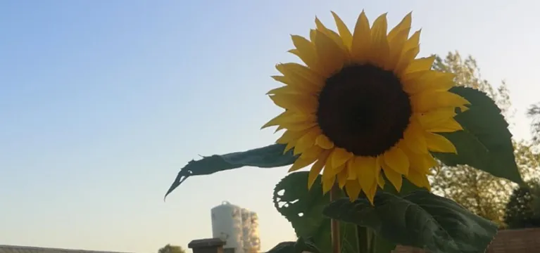 Gardening with Gardiners: Growing Sunflowers image