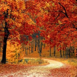 Autumn forest colours 