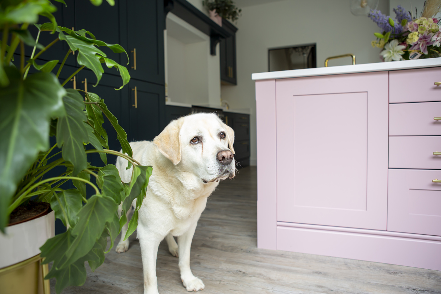 Labrador dog enjoying a beautiful Stoneham kitchen