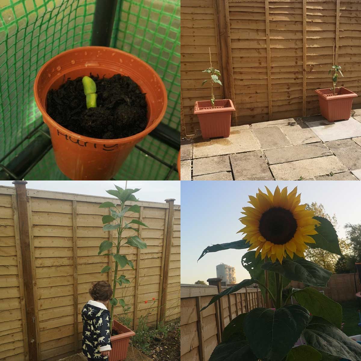 This photograph shows a Sunflower grown from sunflower seed in various stages