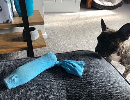 dog toy with bottle inside of a sock