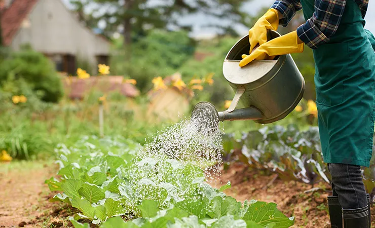 Garden Chemicals & Hoses