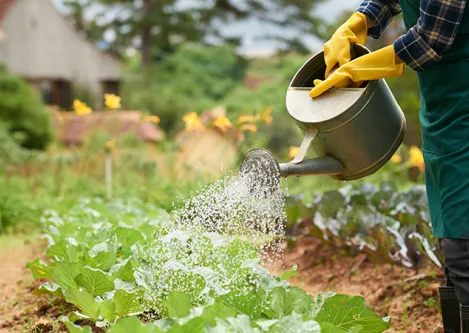 Garden Chemicals & Hoses